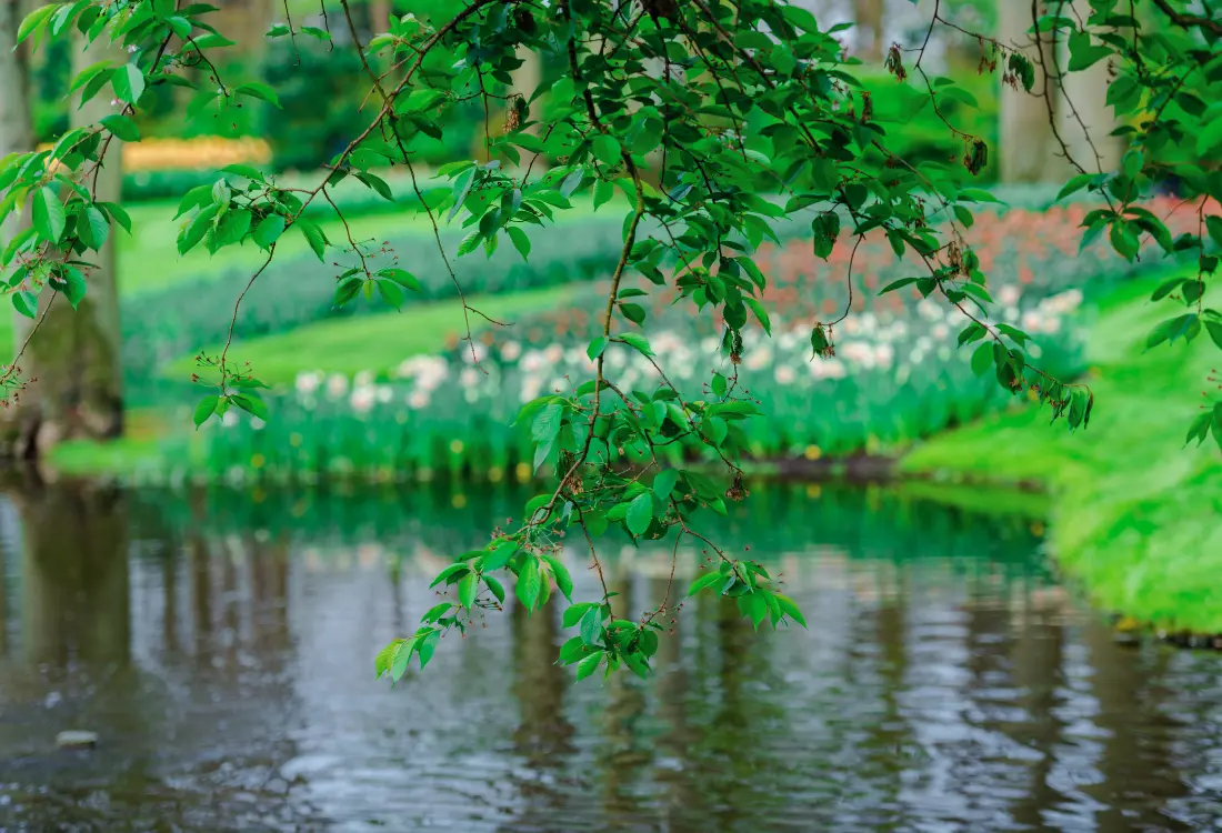 Lampi voi alkaa haista keväisin, kun lumi sulaa pois ja jääpeite häviää. Lampea voi hoitaa järjestämällä siihen ratkaisun, joka hapettaa, kierrättää ja sekoittaa vettä. 